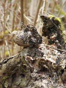 Wurzeln zu meinen Ahn-innen...<br>... sie fehlen mir so sehr.